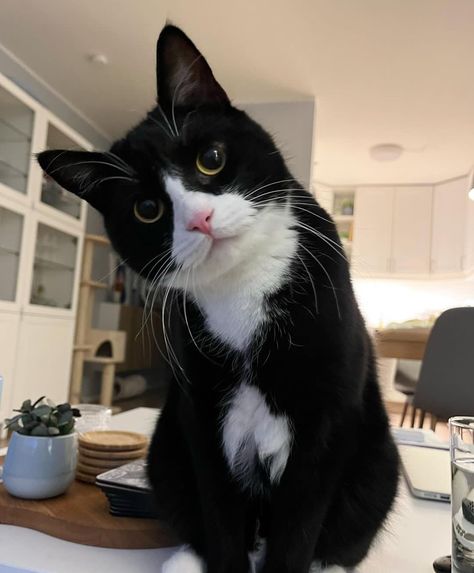 Cute Cat 🐱kettens 🐱cute cats 😻pets 😻 Dream's Cat, Cat Plants, Black And White Cat, Cat Whiskers, Tuxedo Cat, White Cats, Cat Aesthetic, Cat Portraits, Cute Cats And Dogs