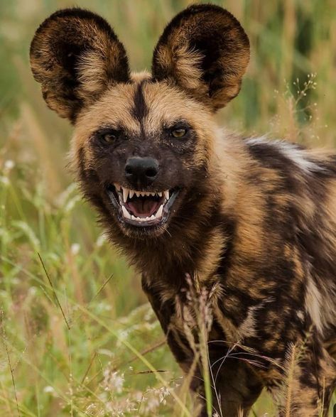 Amazing Wildlife Photography, Cool Animal Photography, Hyena Ears, Melanistic Animals, Adventuring Party, Dog Reference, Photos Of Animals, Wild Dog, African Wild Dog