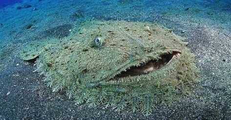 Tasseled wobbegong, a species of carpet shark. Photo credit: makaros622 on reddit. Deep Sea Life, Female Lion, Tiny Fish, Fauna Marina, Angler Fish, Coral Reefs, Wildlife Conservation, Coral Reef, Deep Sea