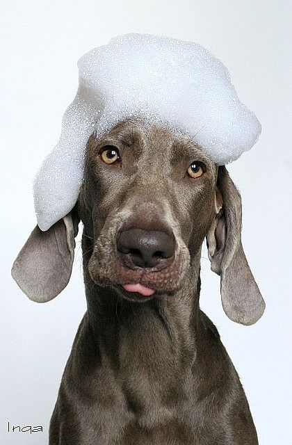 Dog Grooming Photoshoot, Dogs As People, Pet Advertising, Animal Photoshoot, Dog Spa, Dog Grooming Salons, Weimaraner Dogs, Dog Photoshoot, Dog Wash