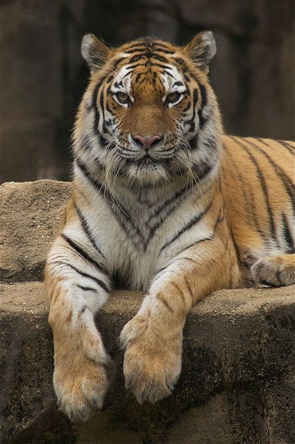 Tiger - one of the most beautiful animals | Flickr Tiger Illustration, Tiger Pictures, Wild Animals Pictures, Big Animals, Most Beautiful Animals, Lovely Animals, Wildlife Animals, Beautiful Animals, Wild Life