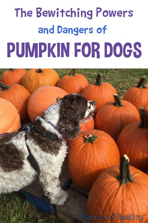 The Bewitching Powers and Dangers of Pumpkin for Dogs Can Dogs Eat Pumpkin, Pumpkin For Dogs, Dog Pumpkin, Blog Websites, Pumpkin Dog Treats, Pet Projects, Mom Fall, Dog Health Tips, Diy Dog Treats