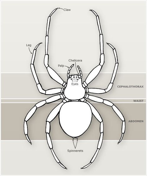 Spider Body Parts Spider Anatomy Drawing, Spider Anatomy, Parts Of A Spider, How To Draw Insects, Spider Character, Spider Diagram, Spider Unit, Fauna Illustration, House Spider