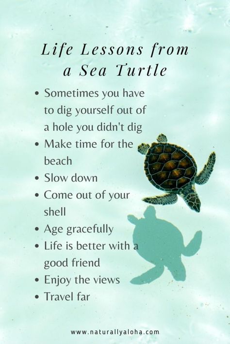 6 Beautiful Life Lessons from a Sea Turtle - Naturally Aloha Hawaii Quotes, Turtle Spirit Animal, Turtle Symbolism, Turtle Quotes, Cute Turtles, A Turtle, A Sea, Wise Quotes, Make Time