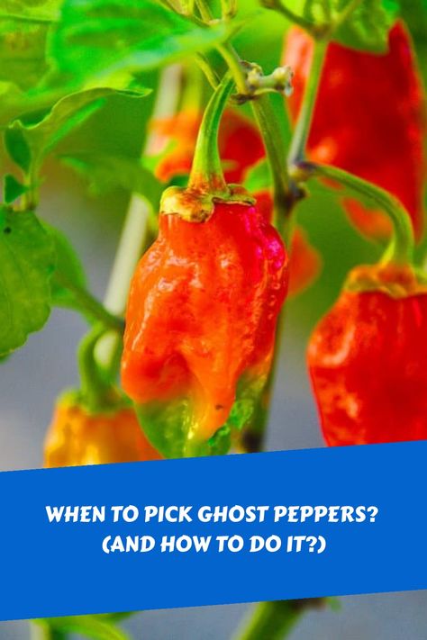 Explore the art of ghost pepper harvesting to achieve optimal results! Uncover the perfect timing and method for picking these fiery peppers, including key insights on identifying their ideal ripeness and color. Additionally, learn valuable techniques for preserving and safely handling these potent peppers throughout the process. Master the craft of harvesting ghost peppers with expert guidance. Ghost Pepper, Ghost Peppers, Pepper Plants, Garden Veggies, Bountiful Harvest, Peppers Recipes, Dehydrator Recipes, Stir Fries, Perfect Timing