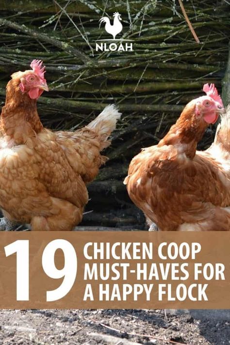 Happy Chickens, Chicken Raising, Chicken Supplies, Chicken Coup, Chicken Keeping, Chicken Coop Run, Chicken Ideas, Chicken Life, Raising Backyard Chickens