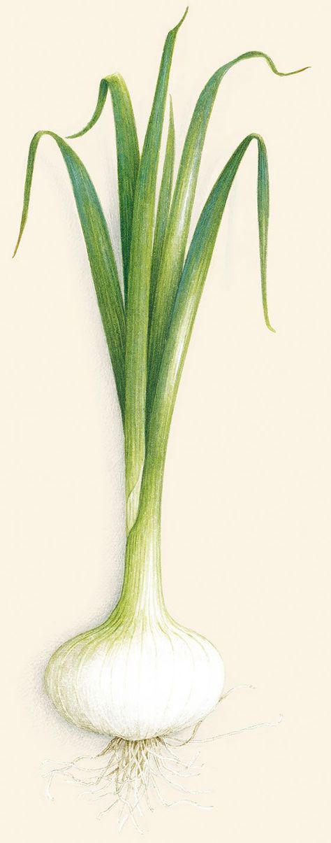 Vincent Jeannerot Garlic Painting, Botanical Sketching, Onion Drawing, Colored Pencil Artwork, Plants Are Friends, Watercolor Fruit, Botanical Tattoo, Nature Drawing, Green Onion