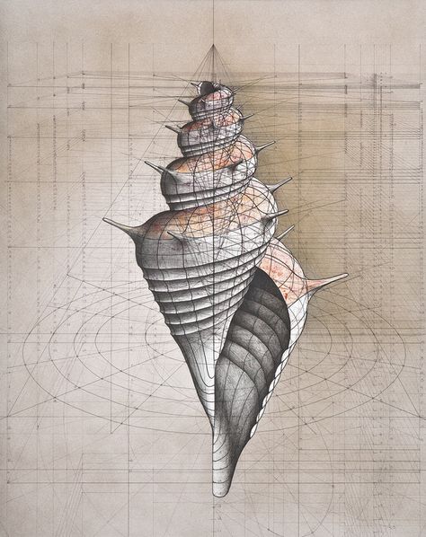 The Mathematical Beauty of Nature in a Coloring Book Fibonacci Spiral, The Golden Ratio, Math Art, Geometry Art, Golden Ratio, Science Art, A Drawing, Sea Shell, Geometric Art