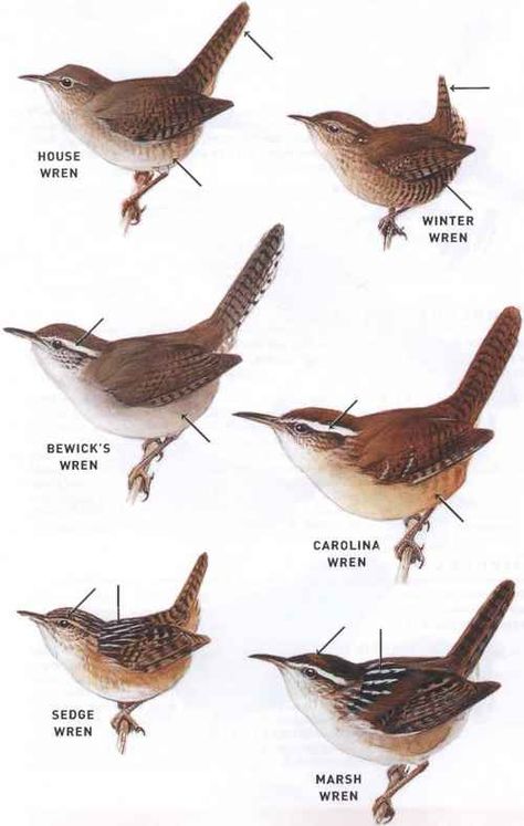 Wren Species In Arkansas ~ 1. House wren (migration, nonbreeding), 2. winter wren (nonbreeding), 3. Bewick's wren (in western Arkansas : nonbreeding, year-round), 4. Carolina wren (year-round), 5. sedge wren (migration), & 6. marsh wren (migration) #ornithology #bird_watching House Wren Bird, Wren Bird Drawing, House Wren Tattoo, Wren Bird Tattoo Simple, Wren Tattoo Design, Carolina Wren Tattoo, Wren Tattoo Simple, Wren Core, Wrens Birds