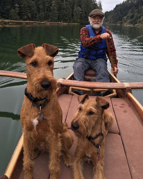 Irish on the River! Airedale Terrier Aesthetic, Irish Terrier Puppies, Airedale Dogs, Lakeland Terrier, Psy I Szczenięta, Irish Terrier, Airedale Terrier, Dog Agility, Dog Id