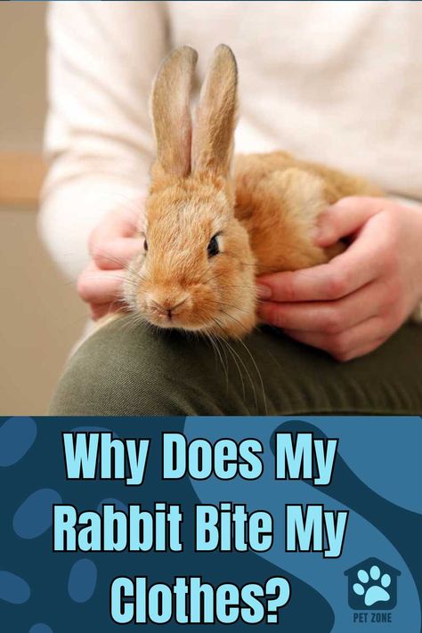 Explore why #rabbits bite clothes, delving into their behavior and providing easy tips to curb this habit in your pet #bunny. via @petzoneblog Bunny Behavior Meaning, Bunny Behavior, Rabbit Behavior, Giant Rabbit, Bunny Room, Raising Rabbits, Pet Bunny Rabbits, Rabbit Clothes, Bunny Stuff