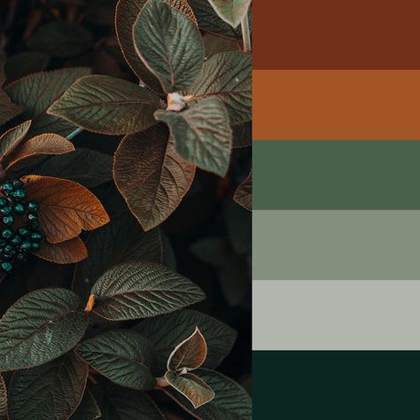 Orange Black Green Palette, Green Copper Palette, Jade And Rust Color Palette, Dark Botanical Color Palette, Fall Forest Color Palette, Dark Green Rust Color Palette, Emerald Green And Rust Color Palette, Moody Tropical Color Palette, Clay And Green Color Palette