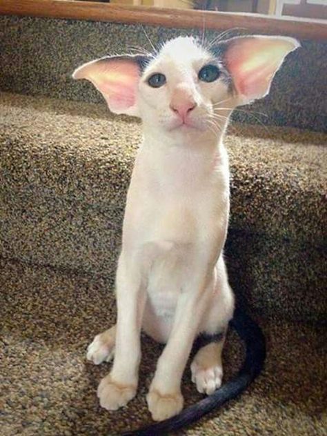 Chat moche – Chat moche à poils longs - 15 chats très (très) moches ! Dobby Cat, Funny Kitties, Ugly Cat, Cornish Rex, Short Hair Cats, Image Chat, Sphynx, Cute Kittens, Beautiful Cats