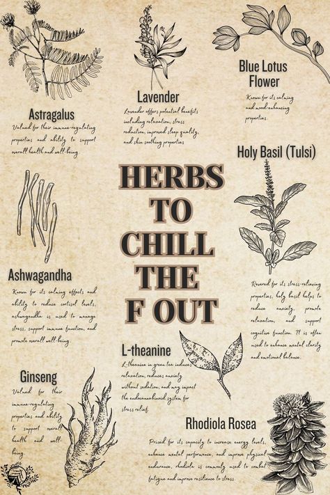 Chill The F Out, Herbs For Calming, Herbs For Relaxation, Ashwagandha Tea Recipe, Herbal Education, Medical Herbs, Blue Lotus Flower, L Theanine, Magic Herbs