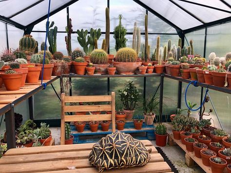 Tortoise Greenhouse, Tortoise Plants, Cactus Greenhouse, Cactus Cafe, Plants Greenhouse, Traditional Greenhouses, Grow Succulents, Succulent Ideas, Heating A Greenhouse