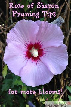 Rose Of Sharon Propagation, When To Prune Rose Of Sharon, Rose Of Sharon Tree, Rose Of Sharon Bush, Hibiscus Care, Hibiscus Bush, Rose Garden Landscape, Rose Garden Design, French Country Garden