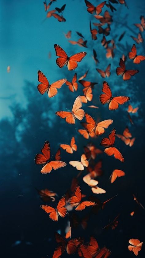 Photography of a butterflies nature butterfly outdoors. | premium image by rawpixel.com / Nunny Butterfly Iphone Wallpaper, Iphone Wallpaper Autumn, Butterflies Aesthetic, Butterfly Wallpapers, School Wallpaper, Wallpaper Butterfly, Background School, Butterflies Nature, Nature Butterfly