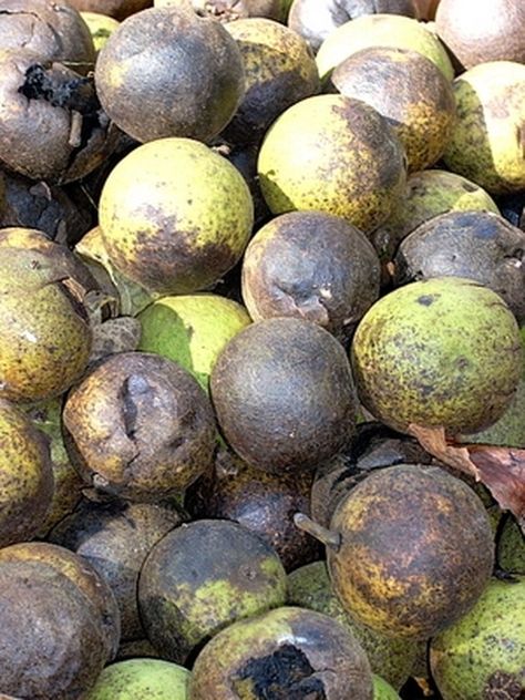 How to Hull Black Walnuts | eHow Outdoor Wood Stain, Black Walnut Tree, Edible Wild Plants, Walnut Ink, Foraged Food, Walnut Tree, Dessert Aux Fruits, Astuces Diy, Walnut Shell