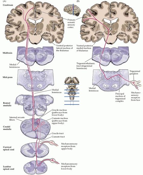 Neuro Anatomy, Somatosensory System, Spinothalamic Tract, Brain Anatomy, Skeletal System, School Info, Medical Knowledge, Critical Care, Book Study