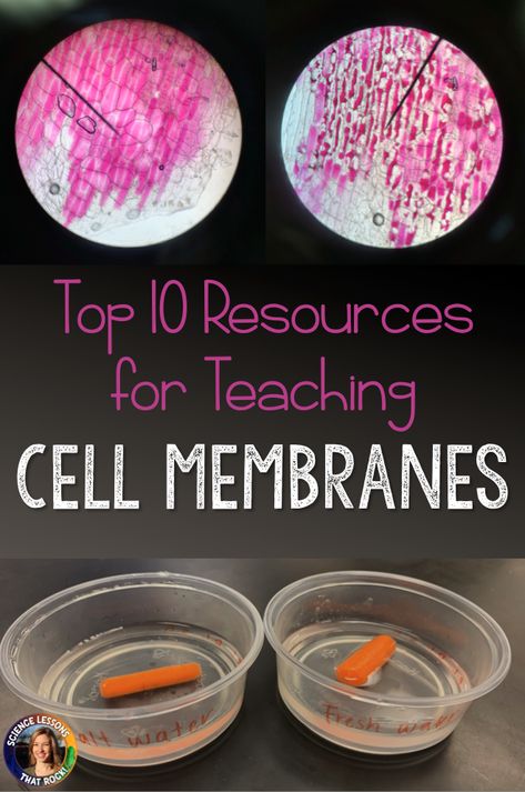 Cell Activities Middle School, Middle School Cell Projects, Cell Labs For Middle School, Homeostasis Lab, Cell Transport Activity, Cell Lab, Biology Activities High School, Cell Activities, Cells Science