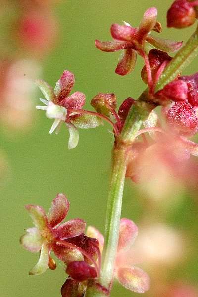 Sorrel (Rumex acetosa) ...Parental affection Sheep Sorrel, Flower Dictionary, Oxalic Acid, Zone 5, Leafy Vegetables, Wood Burning Patterns, Language Of Flowers, Plant Needs, Male And Female