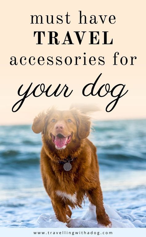 Dog Bucket List, Dog Travel Essentials, Holistic Dog Care, Popular Dog Names, Dog Rescue Stories, Traveling With Dogs, Dog Friendly Vacation, Accessories For Cars, Traveling With Pets