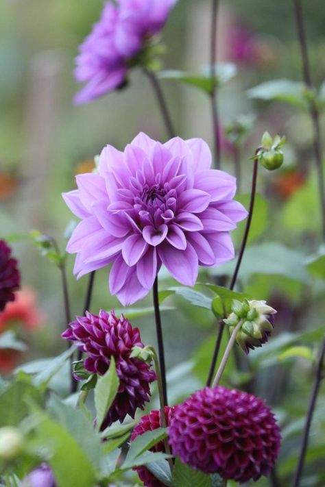 Lilac and Purple Dahlias. Such a vibrant colour for your cottage garden ideas. Purple Dahlias, Dahlia Purple, Cottage Garden Ideas, Shades Of Lilac, Purple Dahlia, Cottage Garden Plants, Summer Flowers, Cottage Garden, Dahlia