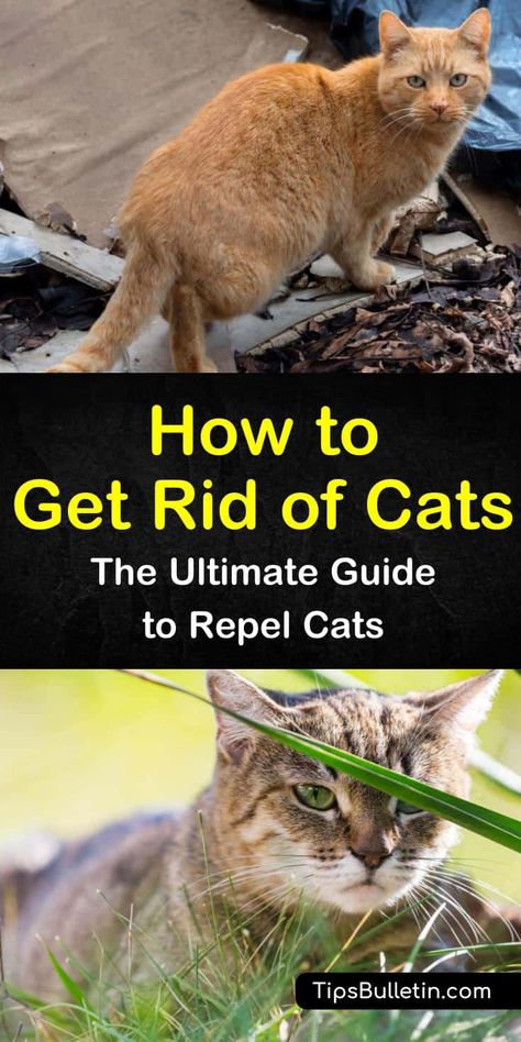 How To Get Rid Of Stray Cats In Yard, Cat Repellant Outdoor, Cat Repellent, Cat Deterrent, Cat Problems, Cat Traps, Cat Repellant, Smelly Cat, Cat Plants