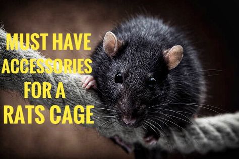 Pet Rat Cages Ideas, Homemade Rat Cage Ideas, Rat Cage Ideas Diy, Diy Rat Cage Accessories, Rat Cage Setup, Rat Habitat, Rat Facts, Pet Rat Cages, Critter Nation Cage