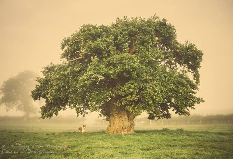 From a 650\u002Dyear old oak that provided shelter during WWI to an 800\u002Dyear old lime that imparts good fortune to lovers, these European Tree of the Year contestants all have stories to tell. Plantas Bonsai, Sacred Tree, Tree Spirit, Wales Uk, Old Tree, Old Trees, Bonsai Plants, Artificial Trees, Ancient Tree