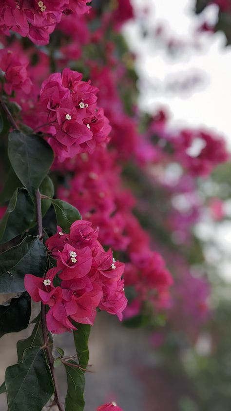 Bogenvilla Plant Aesthetic, Assignment Snapchat Story, Boganvillia Aesthetic, Bouganvilla Aesthetic, Bougainvillea Aesthetic, Bougainvillea Tree, Bougainvillea Flower, Flower Dress Art, Tulips Images