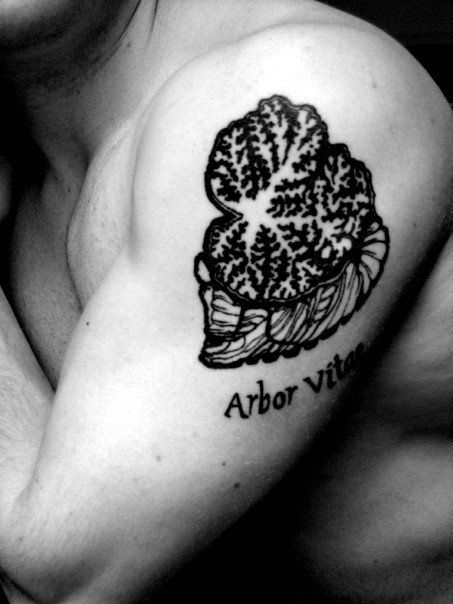 Arbor vitae tattoo. In love! Arbor Vitae Flower, Graduation Ceremony Outfit, Anatomical Tattoos, Arbor Vitae, Anatomy Tattoo, Brain Tattoo, Unusual Tattoo, Pisces Tattoos, Tattoo Now