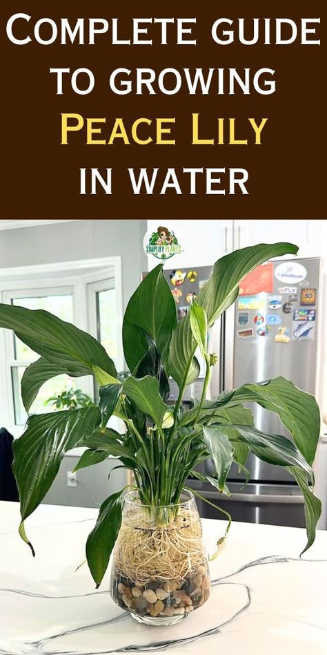 Indoor plants grow in water, water propagation plants, indoor water garden, water-grown indoor plants, water-cultivated indoor plants, indoor aqua plants, water-based indoor gardening, indoor hydroponic plants -Will Peace Lily Grow In Water, Peace Lily water propagation, Peace Lily 
hydroponics, Peace Lily water roots, Peace Lily care in water, Peace Lily 
water planting, Peace Lily water culture, Peace Lily water requirements, 
Peace Lily water maintenance, Peace Lily water care tips. Peace Lily In Water, Lighting Temperature, Peace Lilies, Peace Lily, The Peace, In Water, Low Maintenance, Indoor Plants, Lily