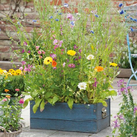 How to Plant a Mini Meadow | HGTV Wild Flower Container Garden, Mini Wildflower Meadow, Small Wild Flower Garden, Mini Meadow Garden, Wildflowers In Containers, Growing Wildflowers In Pots, Wild Flower Planters, Wildflower Container Garden, Small Space Flower Garden