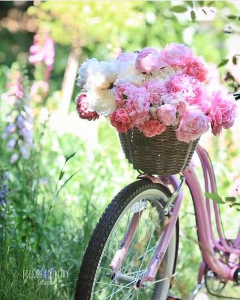 Courtney Allison, Bicycle With Flowers, Bike Cover, Pink Bike, Blush Beauty, Beach Bike, English Cottage Garden, Happy May, French Country Cottage