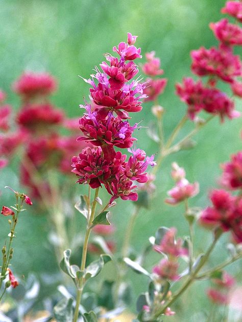 Salvia pachyphylla Mojave Sage Salvia Plants, Drought Tolerant Perennials, Drought Resistant Plants, Drought Tolerant Garden, Drought Resistant, Have Inspiration, Drought Tolerant Plants, Flowers Perennials, Perennial Plants