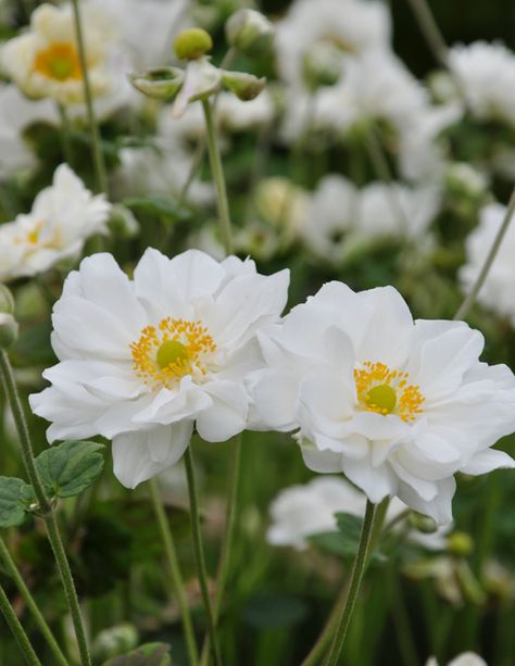 Japanese Anemone Honorine Jobert, Japanese Anenome Flower, Japanese Anemone White, Japanese Anemone Garden, Anenome Flower, Japanese Anemones, Anemone Hupehensis, Gardening Containers, Anemone Du Japon