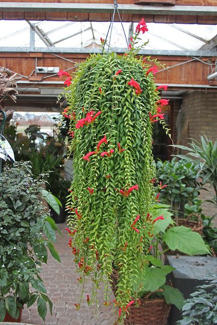 Aeschynanthus lobbianus 'Japhrolepis' - Lipstickplant-002 | Flickr Hanging Jasmine Plant, Suculent Plants, Kaktus Dan Sukulen, Lipstick Plant, Amazing Plants, Hanging Gardens, Plant Projects, Trailing Plants, Succulent Gardening