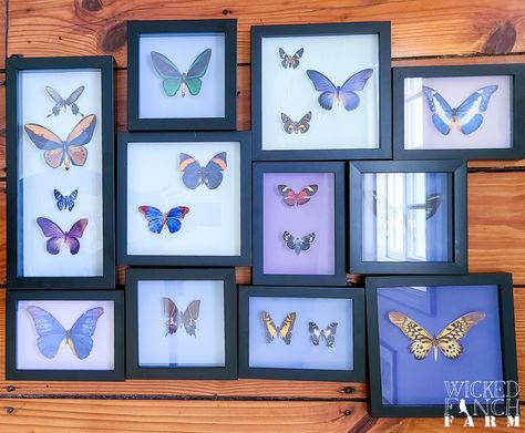 Goth Decor Diy, Faux Taxidermy Diy, Butterfly Taxidermy Art, Photos Of Butterflies, Taxidermy Diy, Victorian Gothic Decor, Butterfly Exhibit, Small Frames, Butterfly Taxidermy