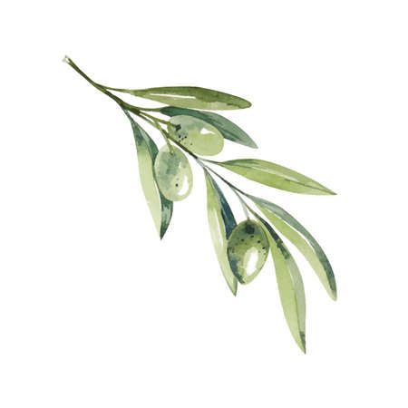 dessin branche d'olivier gratuit - Recherche Google Olive Branch Sketch, Branch Sketch, Olive Branch, Featured Art, Free Vector Art, Vector Art, Plant Leaves, White Background, Vector Illustration