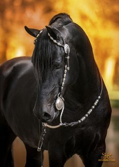 Stilwell Thunder - Morgan Stallion Gorgeous. I knew it was a Morgan before I read the caption. They are stunning. Criollo Horse, Horse Whisperer, Horse Images, Winter Horse, Morgan Horse, Black Stallion, Black Horses, Majestic Horse, All The Pretty Horses