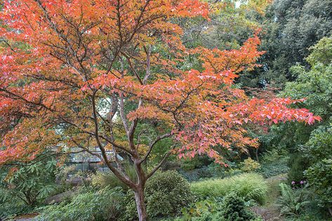 Stewartia Tree, Garden Hedges, Ornamental Trees, Botanical Beauty, Landscaping Plants, Growing Tree, Back Garden, Autumn Trees, Fall Foliage