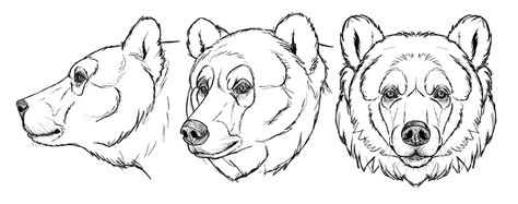 SketchBook Original: How to Draw Bears – Monika Zagrobelna How To Draw Bears, Grizzly Bear Drawing, Geometric Tattoo Meaning, Bear Face Drawing, Small Geometric Tattoo, Geometric Animal Tattoo, Bear Sketch, Autodesk Sketchbook, Bear Tattoos