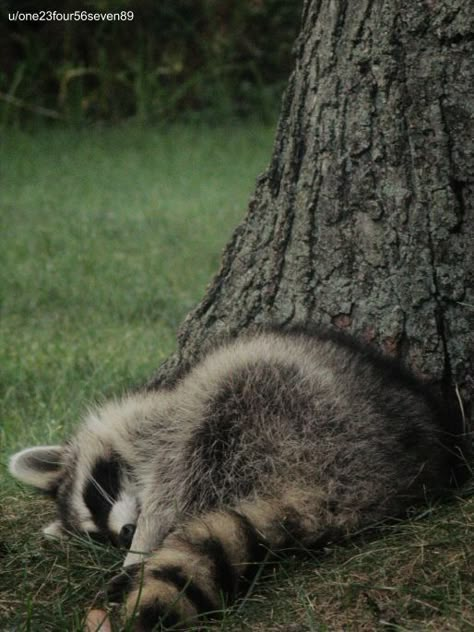 Raccoon Aesthetic Wallpaper, Raccoon Drawing Cute, Raccoon Photography, Aesthetic Raccoon, Raccoon Sleeping, Raccoon Aesthetic, Raccoon Pfp, Ringtail Cat, Raccoon Tail Hair