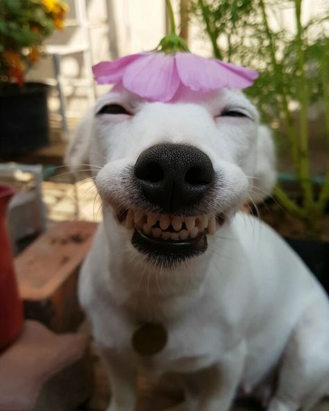 This Dog's Infectious Smile Is Breaking Everyone's Heart Smiling Animals, Cute Animal Memes, Dapple Dachshund, Silly Dogs, Smiling Dogs, White Dog, Summer Hat, Funny Animal Memes, White Dogs