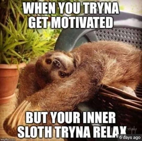 Creepy Sloth, Sloth Meme, Doug Funnie, Sloths Funny, Golf Humor, Can't Stop Laughing, E Card, Laughing So Hard, Funny Animal Pictures