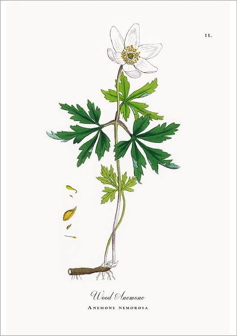 Victorian Botanical, Wood Anemone, Botanical Sketchbook, Anemone Flower, Image Frame, Autumn Trees, Botanical Illustration, Anemone, Hand Coloring