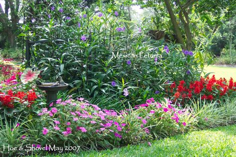 Hoe and Shovel: Before and After: Mexican Petunia Mexican Petunias, Zone 9 Gardening, Mexican Petunia, Low Maintenance Landscaping Front Yard, Backyard Flowers Beds, Front Yard Flowers, Gardening Zones, Southern Garden, Backyard Flowers