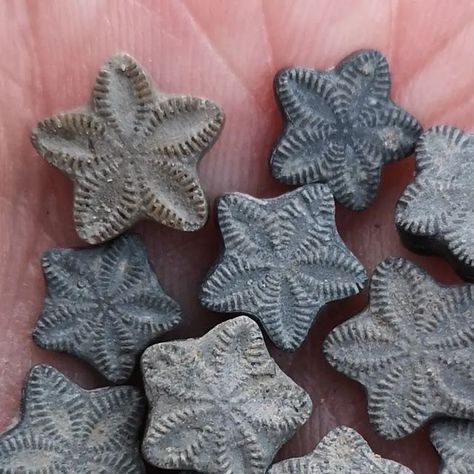 Sean Rice on Instagram: "Tiny Jurassic fossils from the river foreshore this afternoon #fossils #fossilhunting #crinoids #crinoid #ammonite #bivalve #jurassic #pyrite" Fossils Aesthetic, Fossil Aesthetic, Paleontologist Aesthetic, Gcse Ceramics, Pebble Stack, Plant Fossils, Sea Fossils, Fossil Art, Crinoid Fossil