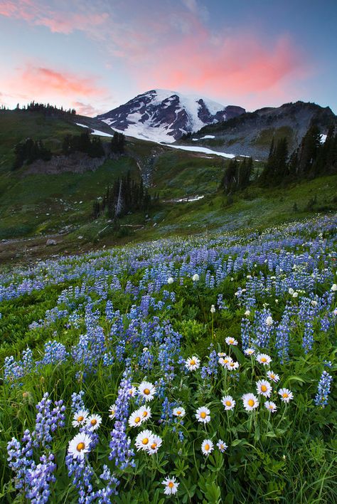 Landscape #mountains #flowers #hills Flower Field And Mountains, Mountain Flowers Wallpaper, Mountain Flowers Aesthetic, Mountain Flower Field, Landscape Photos Nature Horizontal, Mountain Scenery Photography, Hills With Flowers, Landscape Reference Photos, Spring In The Mountains